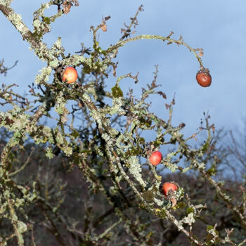 Photographie intitulée "Pommes" par Pierre-Marie Berberian, Œuvre d'art originale, Photographie numérique