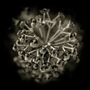 Photographie intitulée "Quelques fleurs #77" par Pierre Nadler, Œuvre d'art originale, Photographie numérique