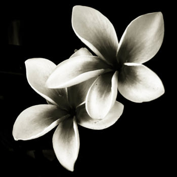 Photographie intitulée "Quelques fleurs #50" par Pierre Nadler, Œuvre d'art originale, Photographie numérique