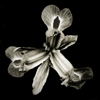 Photographie intitulée "Quelques fleurs #28" par Pierre Nadler, Œuvre d'art originale, Photographie numérique