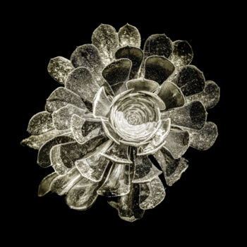 Fotografia intitolato "Quelques fleurs #40" da Pierre Nadler, Opera d'arte originale, Fotografia digitale