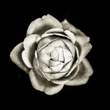 Fotografia zatytułowany „Quelques fleurs #04” autorstwa Pierre Nadler, Oryginalna praca, Fotografia cyfrowa