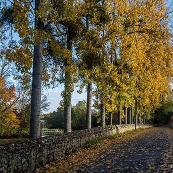 Photographie intitulée "Fin d'automne" par Pierre Pilling, Œuvre d'art originale