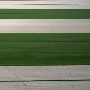 Photographie intitulée "Polder 16 - Agricul…" par Pierre Piton, Œuvre d'art originale, Photographie numérique