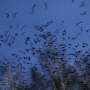 Fotografie getiteld "Crows performed the…" door Piggly Giggly, Origineel Kunstwerk, Digitale fotografie