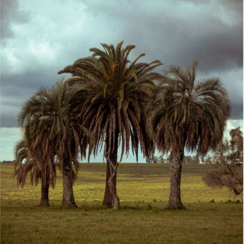 Фотография под названием "palmeiras" - Felipe Aguiar, Подлинное произведение искусства, Не манипулируемая фотография