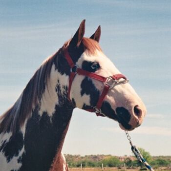 Fotografie mit dem Titel "horse" von Pinnini, Original-Kunstwerk