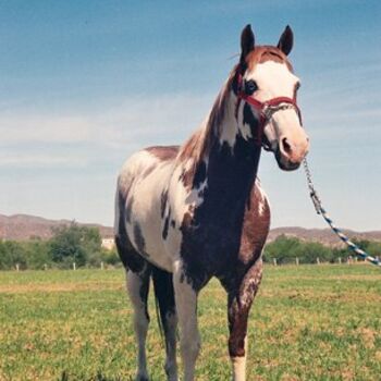 "horse" başlıklı Fotoğraf Pinnini tarafından, Orijinal sanat