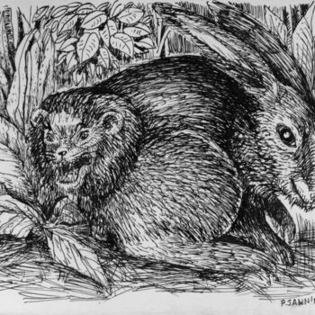 「Lapin chasseur」というタイトルの描画 Patrick Janninによって, オリジナルのアートワーク, インク