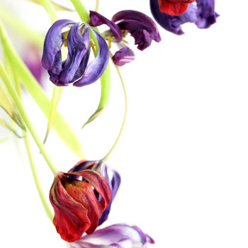 Фотография под названием "Fleur №3.jpg" - Polina Jourdain-Kobycheva, Подлинное произведение искусства