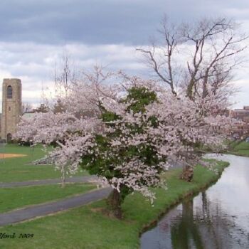 Photography titled "Tower & Tree" by Susan Ledford, Original Artwork