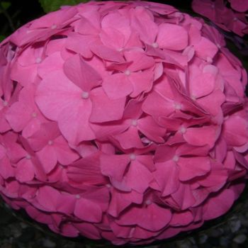 제목이 "Pink Floral Ball"인 사진 Priya Gole로, 원작