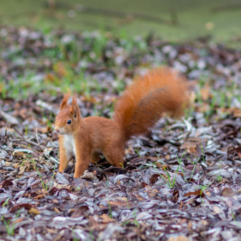Fotografia zatytułowany „Squirrel” autorstwa Dimitri Propp, Oryginalna praca, Fotografia cyfrowa