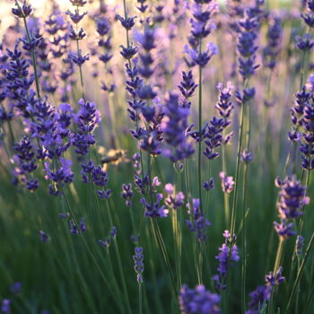 Φωτογραφία με τίτλο "Lavender flowers" από Dimitri Propp, Αυθεντικά έργα τέχνης, Ψηφιακή φωτογραφία