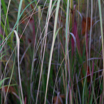 Photographie intitulée "Grass" par Dimitri Propp, Œuvre d'art originale, Photographie numérique