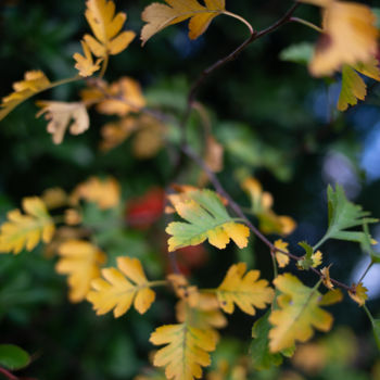 Photographie intitulée "Autumn leaves" par Dimitri Propp, Œuvre d'art originale, Photographie numérique