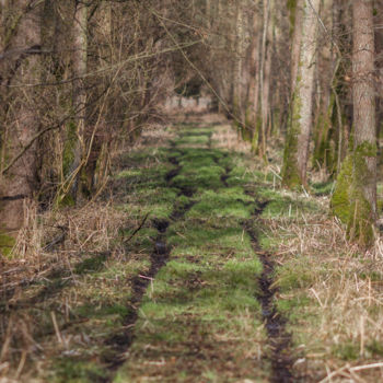 Φωτογραφία με τίτλο "Forest path" από Dimitri Propp, Αυθεντικά έργα τέχνης, Ψηφιακή φωτογραφία