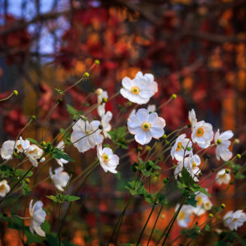 Photographie intitulée "White flowers" par Dimitri Propp, Œuvre d'art originale, Photographie numérique