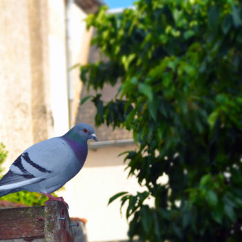 Photography titled "Pigeon" by Quentin Cayet, Original Artwork