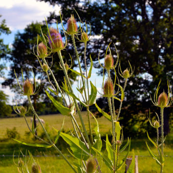 Photography titled "Chardons" by Quentin Cayet, Original Artwork