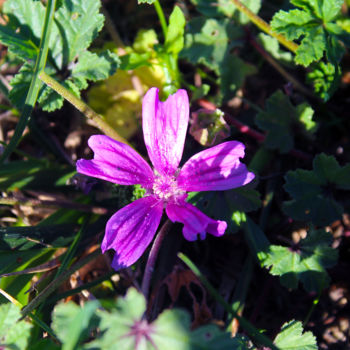 Photographie intitulée "Mauve" par Quentin Cayet, Œuvre d'art originale