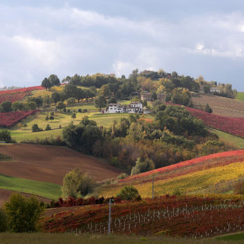 Photographie intitulée "Wyneyard in Autumn" par Roberto Brancolini, Œuvre d'art originale, Photographie numérique