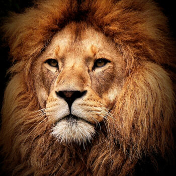 Photography titled "the Lion  - Löwe" by R.W.Born, Original Artwork, Digital Photography