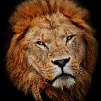 Fotografie mit dem Titel "Lion 2" von R.W.Born, Original-Kunstwerk, Digitale Fotografie
