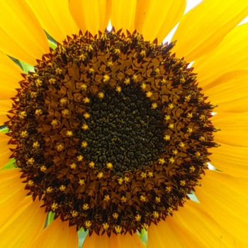 Photography titled "Sunflower closeup w…" by Rahul, Original Artwork, Digital Photography