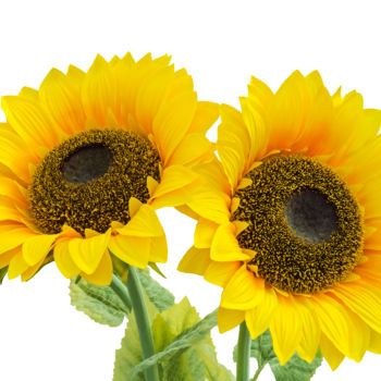 Fotografía titulada "Two sunflower" por Art$Art, Obra de arte original, Fotografía digital