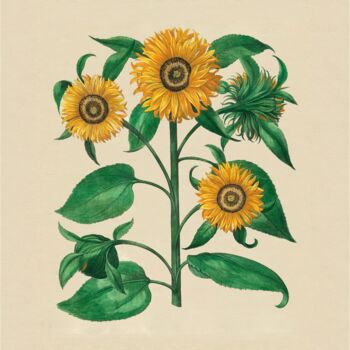 Arts numériques intitulée "Sunflowers" par Radiy Bohem, Œuvre d'art originale, Peinture numérique