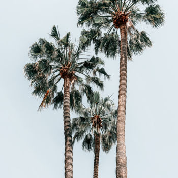 Fotografia intitolato "Exotic Palm Trees I…" da Radu Bercan, Opera d'arte originale, Fotografia digitale
