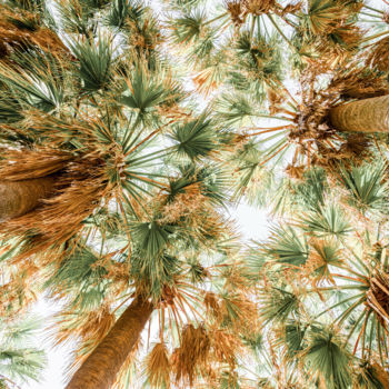 "Tropical State Of M…" başlıklı Fotoğraf Radu Bercan tarafından, Orijinal sanat, Dijital Fotoğrafçılık