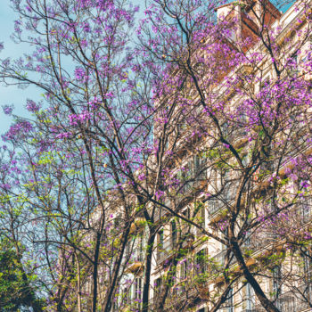Фотография под названием "Purple Flower Trees…" - Radu Bercan, Подлинное произведение искусства, Цифровая фотография