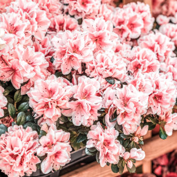 Photographie intitulée "Pink Flowers For Sa…" par Radu Bercan, Œuvre d'art originale, Photographie numérique