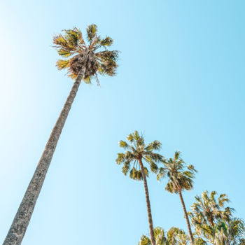 Фотография под названием "Tropical Palm Trees…" - Radu Bercan, Подлинное произведение искусства, Цифровая фотография