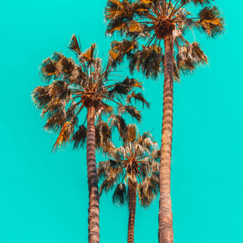 Photography titled "Palm Spring Trees,…" by Radu Bercan, Original Artwork, Digital Photography