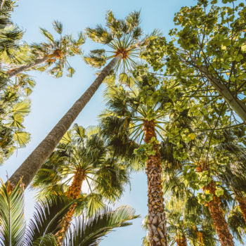 Fotografia intitolato "Palm Trees, Summer…" da Radu Bercan, Opera d'arte originale, Fotografia digitale