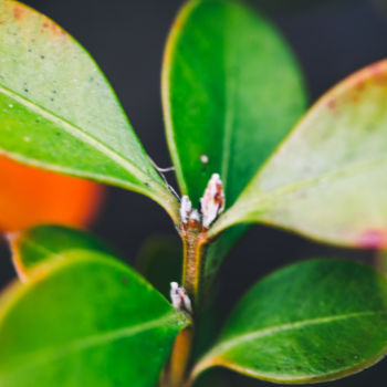 Fotografia intitulada "Plantas de perto" por Rafaela Cobrine, Obras de arte originais, Fotografia digital