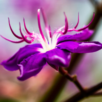 Photography titled "Purple flower" by Rafaela Cobrine, Original Artwork, Digital Photography