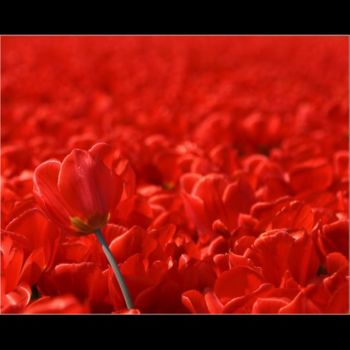 Fotografie mit dem Titel "Rode tulpen" von Raldi Somers, Original-Kunstwerk