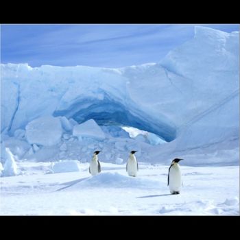 Photography titled "Keizerspinguins III" by Raldi Somers, Original Artwork