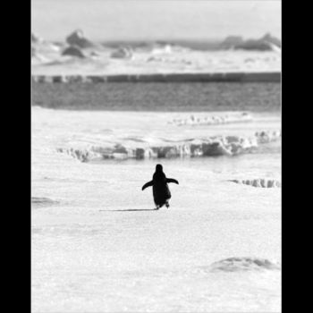 Fotografie getiteld "Adelie pinguin" door Raldi Somers, Origineel Kunstwerk