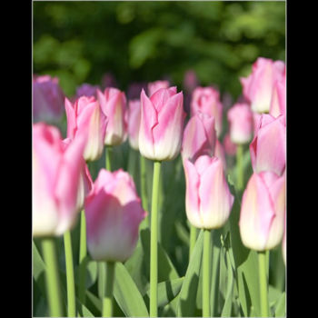 Fotografie getiteld "Roze tulpen" door Raldi Somers, Origineel Kunstwerk
