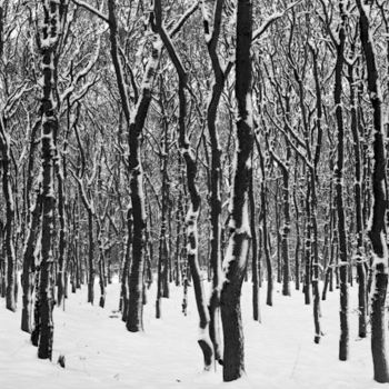 Photography titled "Trees in black and…" by Raldi Somers, Original Artwork