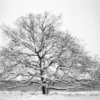 Fotografie mit dem Titel "Tree in the snow" von Raldi Somers, Original-Kunstwerk