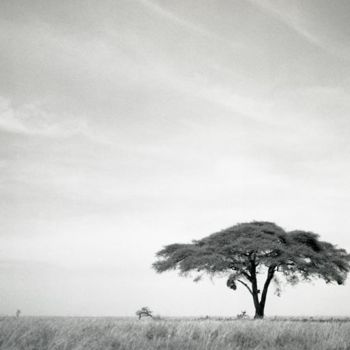 Fotografie mit dem Titel "Lonely tree II" von Raldi Somers, Original-Kunstwerk