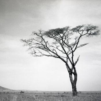 Fotografie getiteld "Lonely tree III" door Raldi Somers, Origineel Kunstwerk