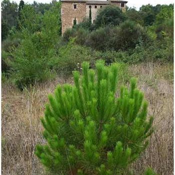 Fotografía titulada "Paisaje 1" por Ramon Oliveras, Obra de arte original