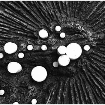 「Composicion 5」というタイトルの写真撮影 Ramon Oliverasによって, オリジナルのアートワーク